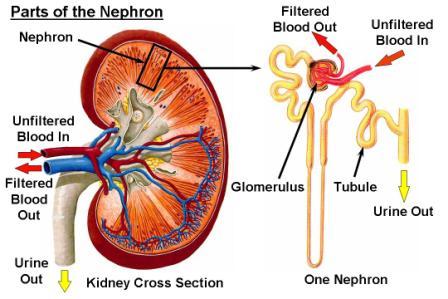 part of the nephron